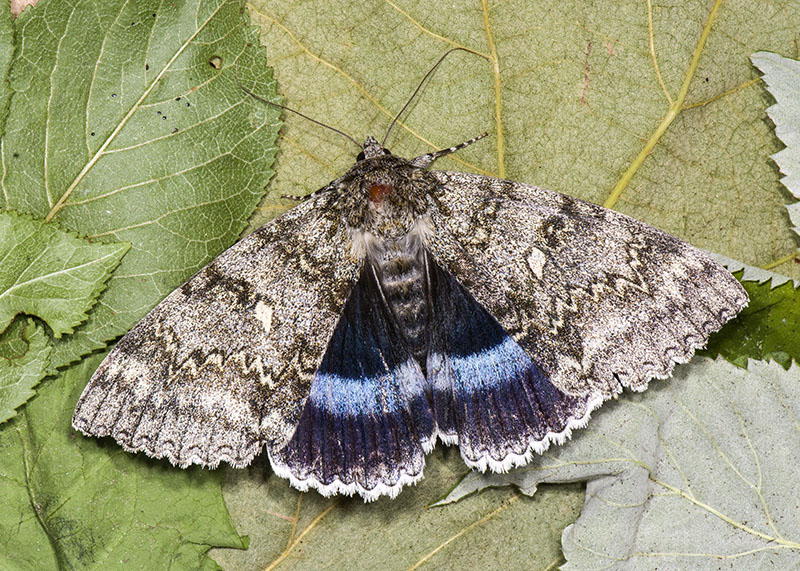 Catocala fraxini - Erebidae